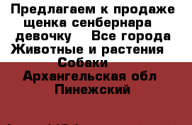 Предлагаем к продаже щенка сенбернара - девочку. - Все города Животные и растения » Собаки   . Архангельская обл.,Пинежский 